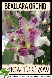 How to grow Beallara