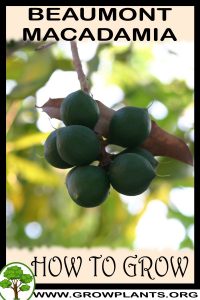 How to grow Beaumont macadamia