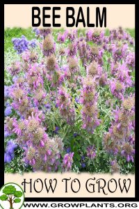 How to grow Bee balm