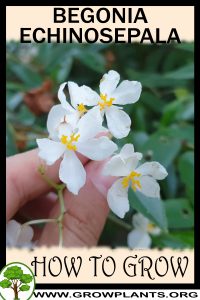 How to grow Begonia echinosepala