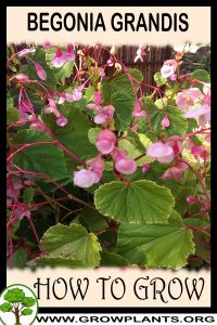 How to grow Begonia grandis