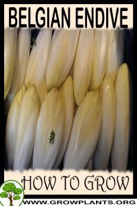 How to grow Belgian endive