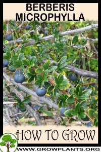 How to grow Berberis microphylla