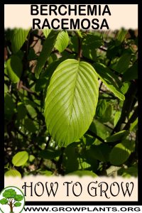 How to grow Berchemia racemosa