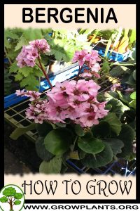 How to grow Bergenia