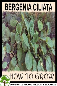 How to grow Bergenia ciliata
