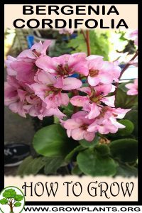 How to grow Bergenia cordifolia
