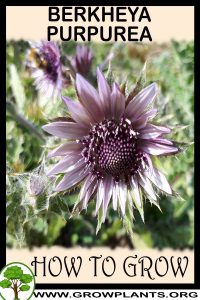 How to grow Berkheya purpurea