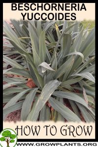 How to grow Beschorneria yuccoides