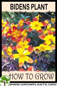 How to grow Bidens