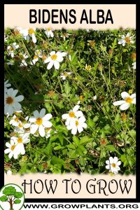 How to grow Bidens alba