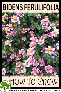 How to grow Bidens ferulifolia