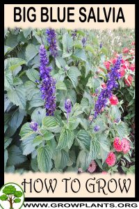 How to grow Big Blue Salvia