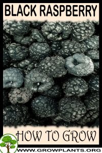 How to grow Black raspberry