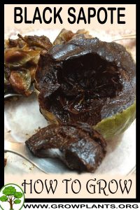 How to grow Black sapote