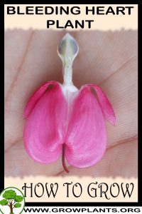 How to grow Bleeding heart plant