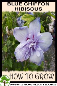 How to grow Blue chiffon hibiscus