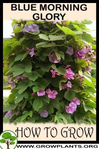 How to grow Blue morning glory
