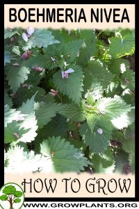 How to grow Boehmeria nivea