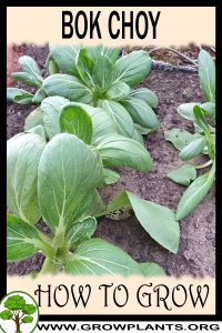 How to grow Bok choy