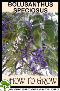 How to grow Bolusanthus speciosus