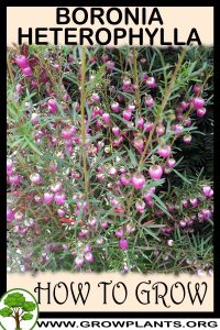How to grow Boronia heterophylla