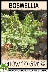 How to grow Boswellia