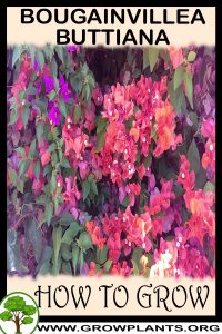 How to grow Bougainvillea buttiana