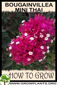 How to grow Bougainvillea mini thai