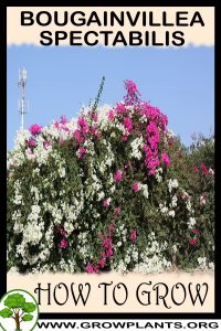How to grow Bougainvillea spectabilis