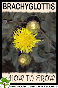 How to grow Brachyglottis