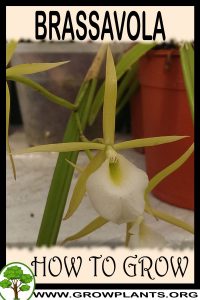 How to grow Brassavola
