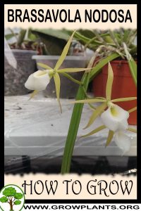 How to grow Brassavola nodosa