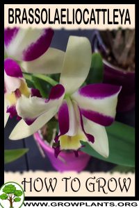 How to grow Brassolaeliocattleya