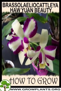 How to grow Brassolaeliocattleya Haw Yuan Beauty
