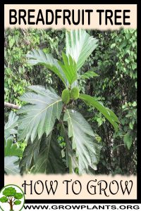 How to grow Breadfruit