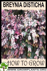 How to grow Breynia disticha