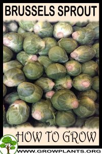 How to grow Brussels sprout