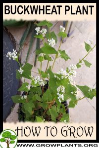 How to grow Buckwheat plant