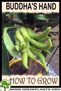 How to grow Buddha's hand