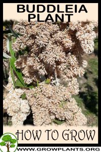 How to grow Buddleia plant