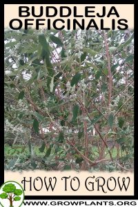 How to grow Buddleja officinalis