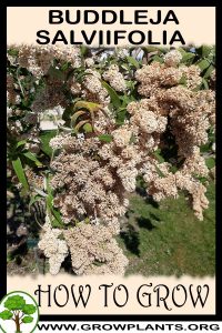 How to grow Buddleja salviifolia