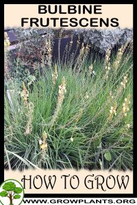 How to grow Bulbine frutescens