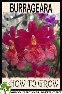 How to grow Burrageara