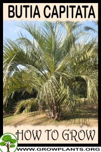 How to grow Butia capitata