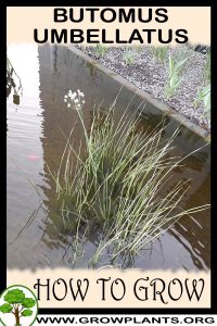 How to grow Butomus umbellatus