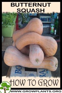 How to grow Butternut squash