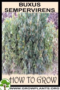 How to grow Buxus sempervirens
