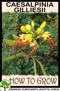 How to grow Caesalpinia gilliesii